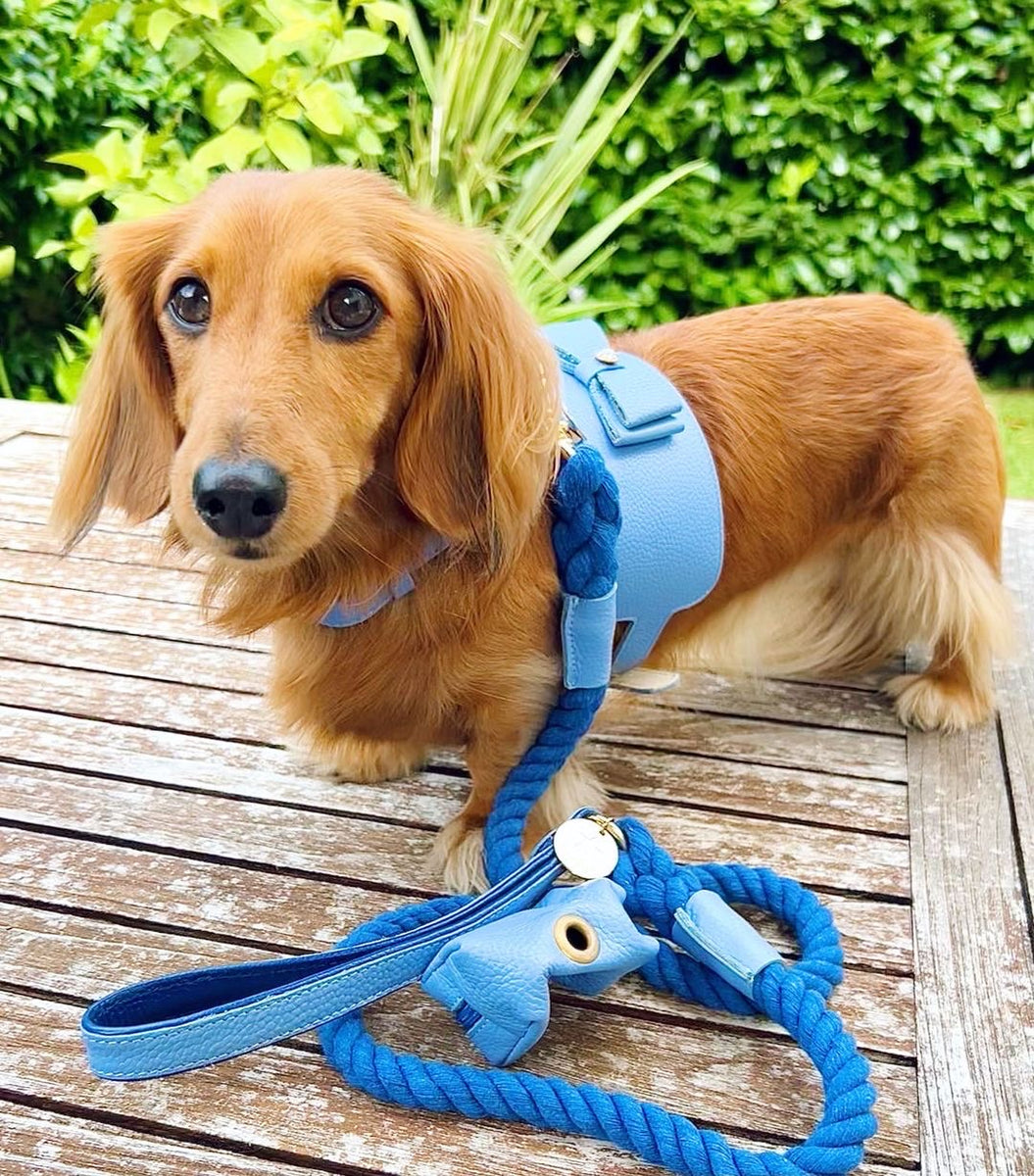 PoisePup Harness Wildest One - Xsmall
